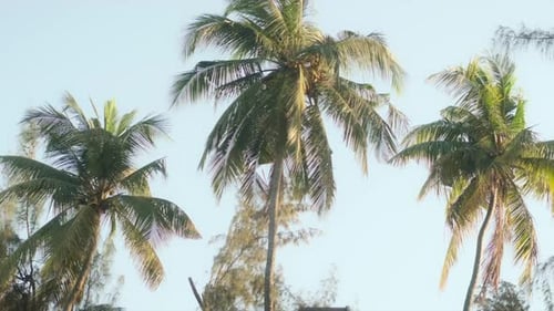 Three tall palm trees blowing in the wind