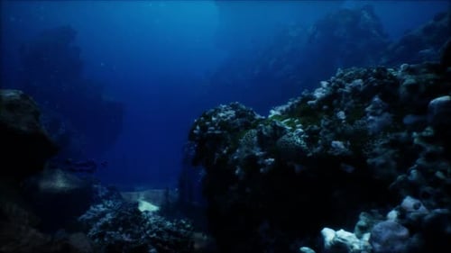 Sea or Ocean Underwater Coral Reef