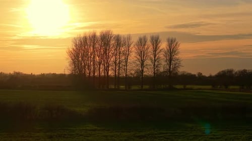 Golden Sunset over Field with Trees Silhouette