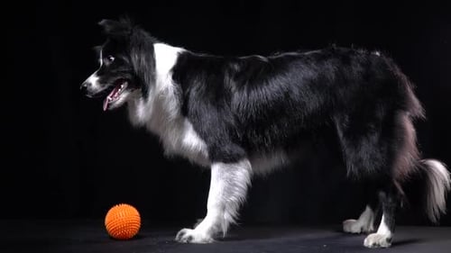 A black and white dog is lying down near the ball on command