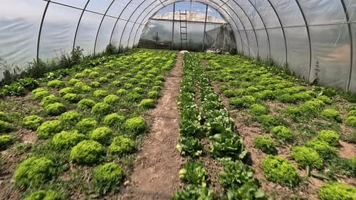 La culture de la laitue dans le jardin familial fournit une source fraîche et nutritive de légumes verts