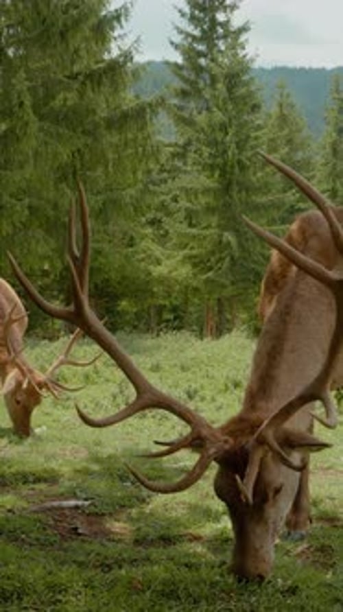 Vertical video Deer grazing peacefully in mountain grasslands under clear skies