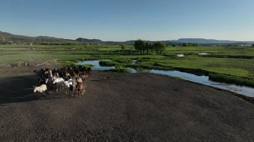 A tranquil herd of horses gathers on a dirt road beside a reflective waterway at golden hour
