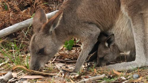 Une mère kangourou et Joey dans sa poche mangent de l'herbe puis se lèvent, gros plan