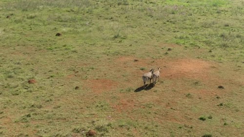 Drone aerial footage of a zebra running in the wild on a African game farm