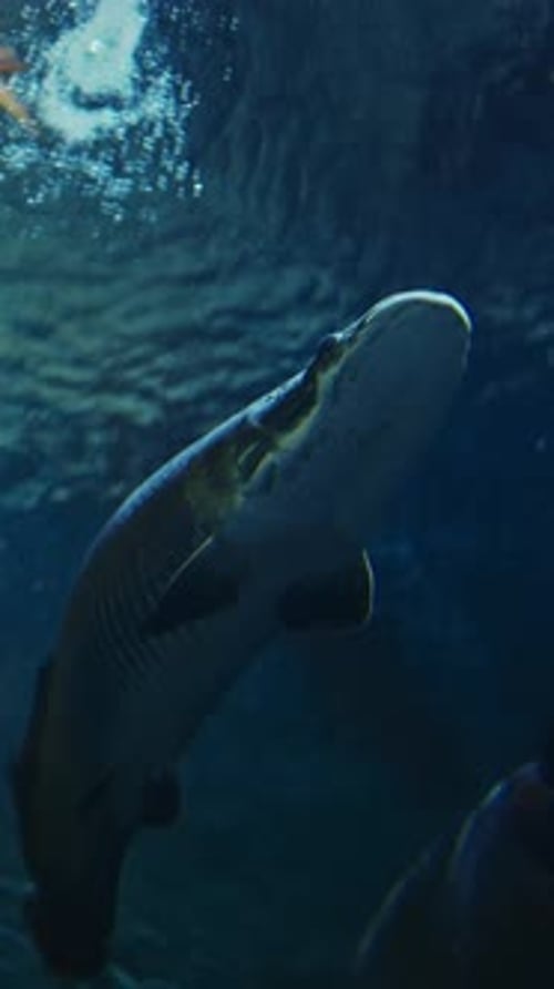 Pacman Catfish Side View Lophiosilurus