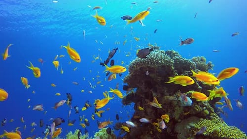 Colorful Fish Swimming Around Vibrant Coral Reef