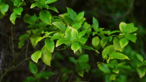 Leafs blowing in the wind of a forest.