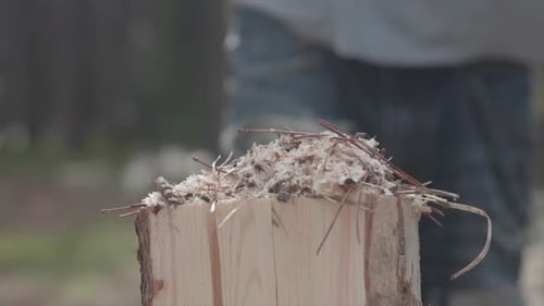 Sawdust flying off stump when cutting wood