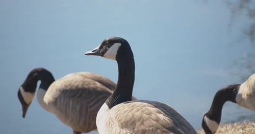 Geese look around and proceed to eat grass in front of a pond; close-up shot.