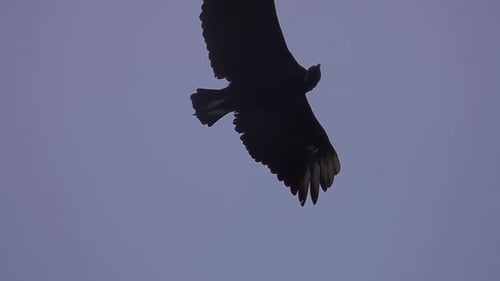 Bird in Flight: Silhouette Against Pale Sky