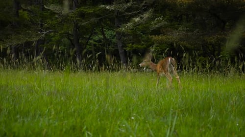 Fawn in a grassy field