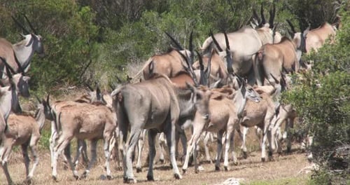 Common Eland im DeHoop Nature Reserve in Südafrika