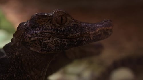 Caiman crocodile - close up side profile of face