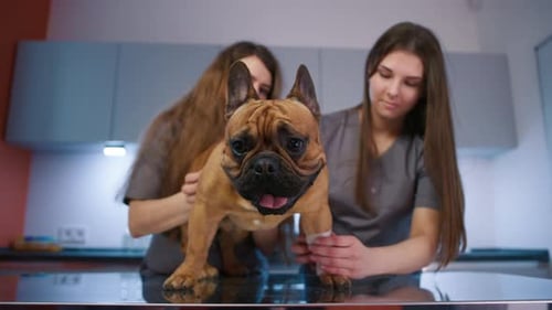 Veterinary Doctor Wrapping Dog Leg with Bandage in Modern Clinic