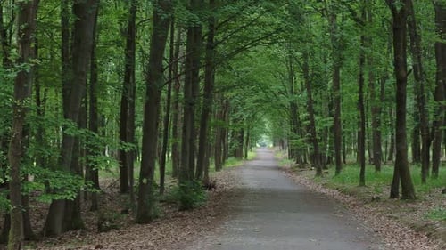 Walking path in forest. Forest road.