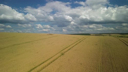 Wheat field aerial view in Ukraine