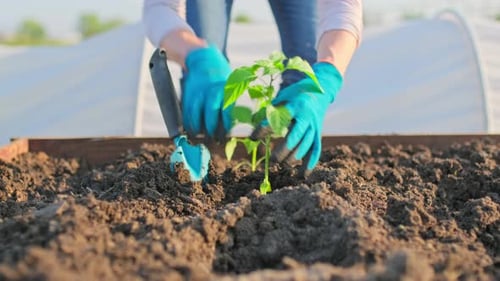 Planting Seedling in Rich Dark Soil for Gardening