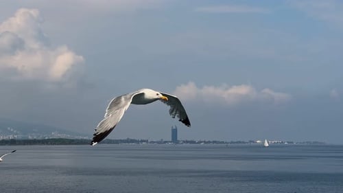 Animal Bird Seagulls Flying 9