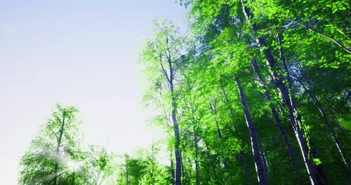 Sunlight Filters Through Lush Green Trees in a Serene Forest Setting