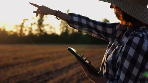 Female Agronomist Using Digital Tablet at Wheat Meadow at Dusk Farmer Monitoring Harvest at Barley