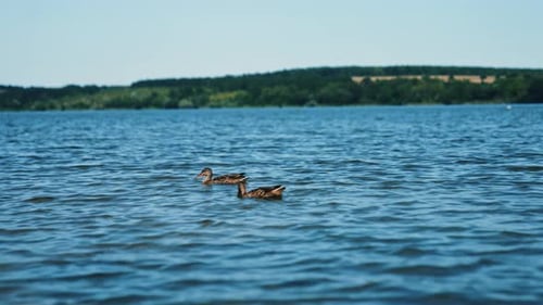 A pair of mallards floating on the surface of water. Beautiful wild ducks on the river on summer day
