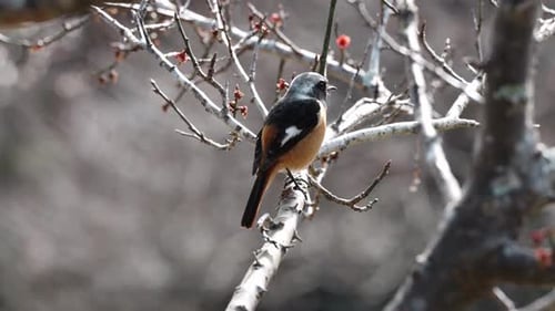Oiseau rougeâtre de Daurian assis dans un buisson aride, arrière-plan flou.