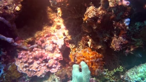 Encrusting sponges and Halimeda seaweed on a coral reef.