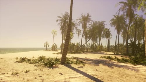 A Sandy Beach with Palm Trees and the Ocean in the Background