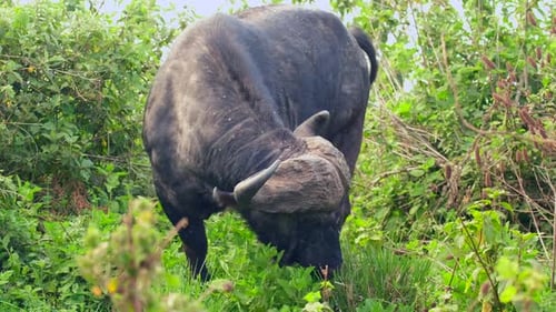 Ein afrikanischer Büffel mit einer niedlichen, zufriedenen Schnauze ernährt sich von Gras im Gebüsch