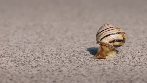 Gestreifte Gartenschnecke, die langsam über eine sonnenbeschienene Steinoberfläche kriecht und ihre glänzende Spiralschale zeigt