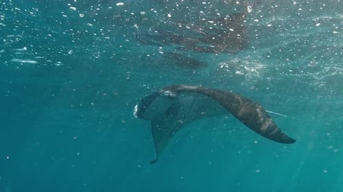 Manta Ray Swimming Underwater in the Ocean