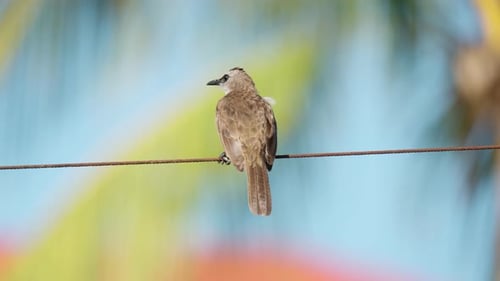 Bulbul de ventilación amarilla (Pycnonotus goiavier) se posaba sobre un cable de metal y esponjaba sus plumas cuando hacía sol