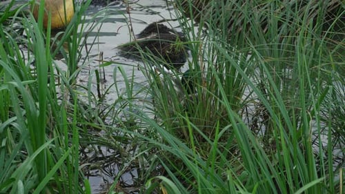 Duck and drake swim in the pond looking for food. Duck pond with water birds. Flock of ducks