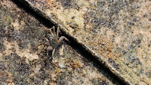 Close Up Footage of Small Crab on a Rocky Coast is Covered By a Wave with Spray a Beach in the