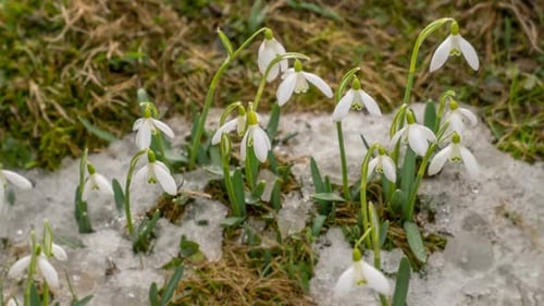 Zarte weiße Schneeglöckchenblüten, die sich durch die letzten Schneeflocken drängen