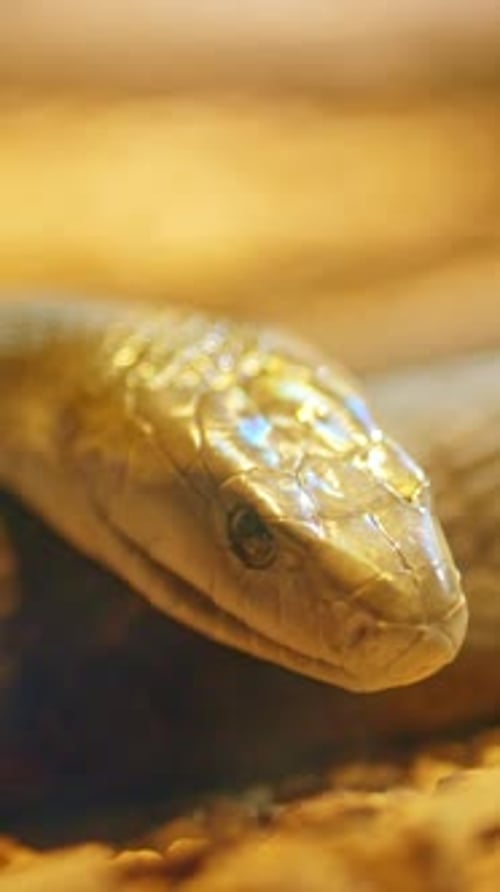 Serpent mamba noir agitant sa langue fourchue