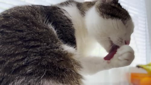 Beautiful Domestic Cat Licking Her Paw By Tongue and Washing Face Indoor Cute Kitten Grooming