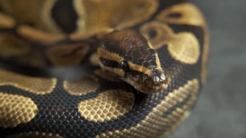 Motif en peau de serpent de Python en nœud