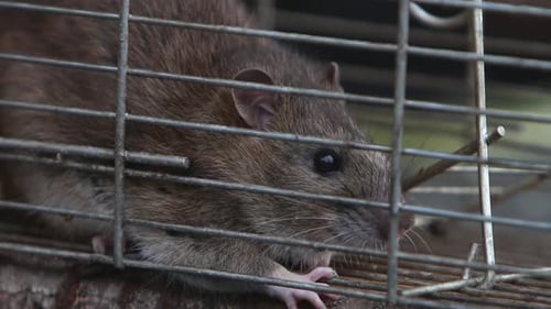 Eine Nahaufnahme einer erwachsenen Braunratte, Rattus norvegicus, die in einem lebenden Fallenkäfig gefangen wurde. Vereinigtes Königreich