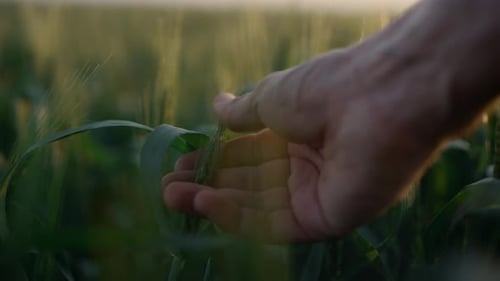 Hand Touching Wheat in Golden Sunlight Field