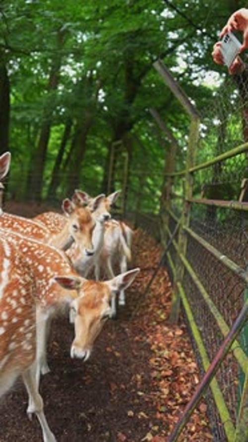 Spotted Deer Feeding in a Forested Zoo Enclosure in Utrecht Netherlands