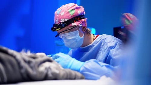 Veterinary Procedure Tooth Extraction Cleaning Under Anesthesia in the Clinic