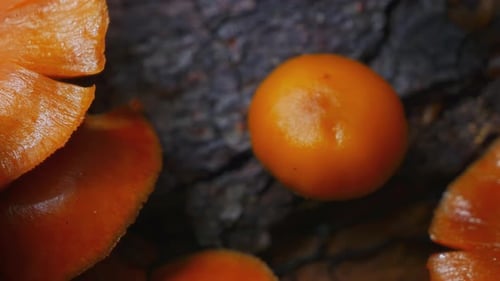 Mushroom Growth in Autumn Forest 4k