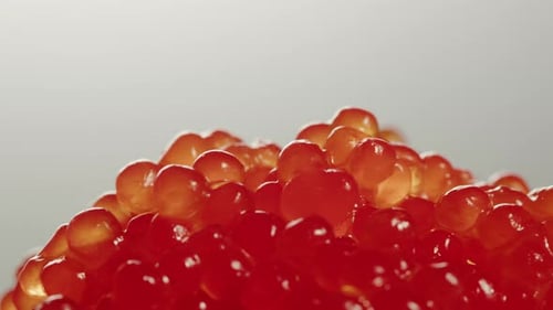 Putting Red Caviar in Glass Bowl Closeup Salmon Salted Orange Roe on Black Background Raw Seafood