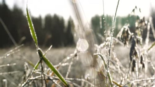 Frozen grass on wild field, frosty winter morning, abstract, rack focus to defocused