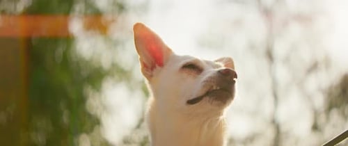 Cute White Dog Sitting on a Green Park Looking Around Sunny Day Rest Outdoors Funny Pet