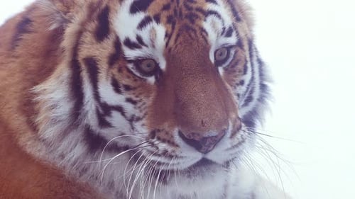 4K120 Fps Super Slow Motion Video of Big Male Siberian Tiger Panthera Tigris Altaica in Cold Winter