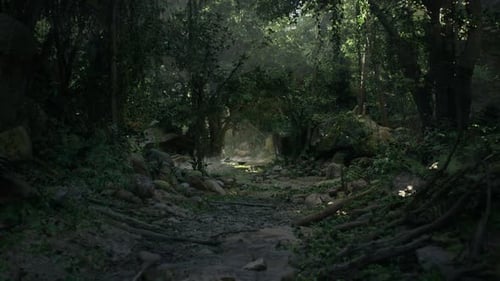 Dirt Path Cutting Through Dense New Zealand Jungle