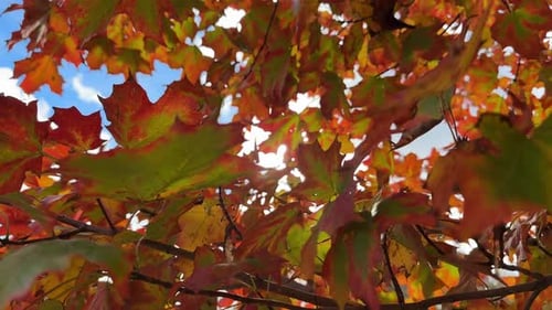 Bright Red Maple Tree in Autumn with Sky and Clouds Canada Autumn in the Park